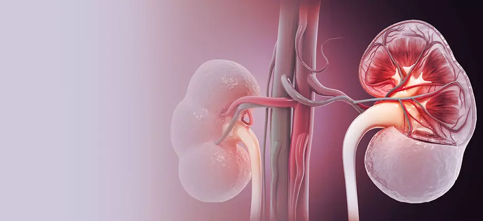 En Chile, 10% de los adultos tiene una enfermedad renal crónica